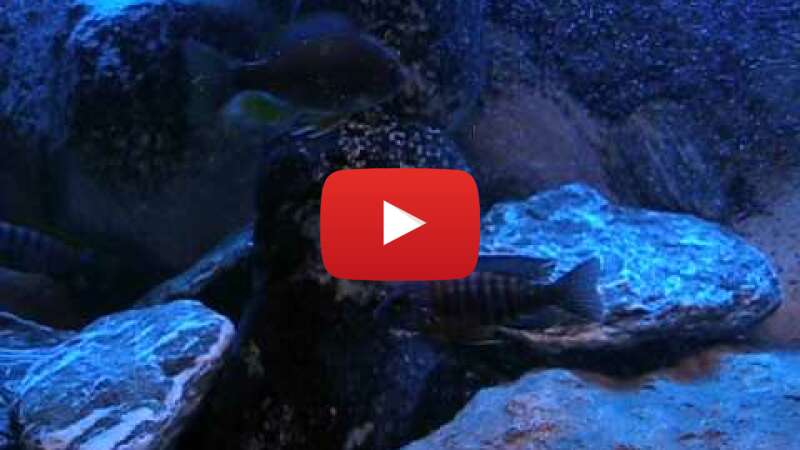 Video TbmH2Nd7qM4 abspielen