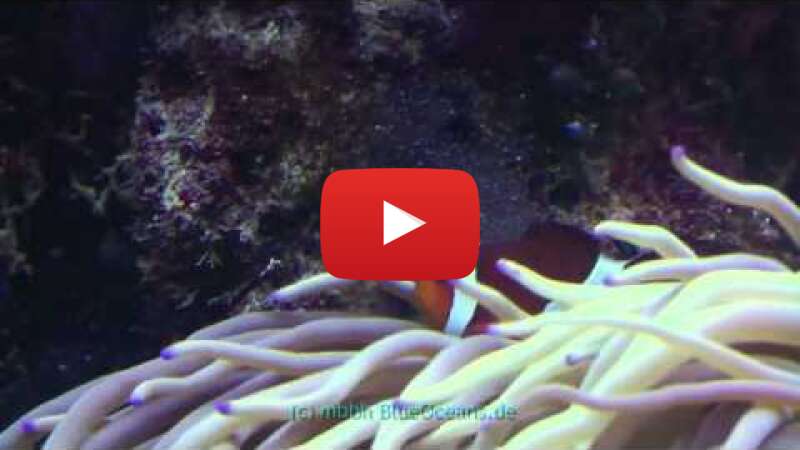 Video Td_cEG9UuLg abspielen