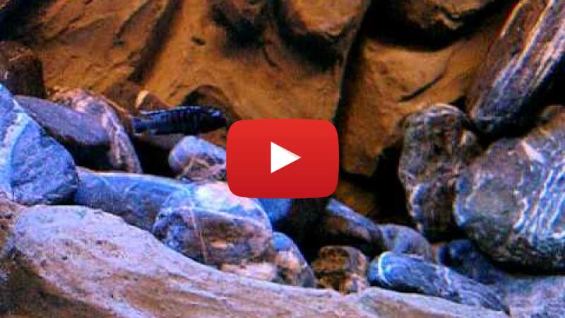 Video Tdgo2DyYhKs abspielen