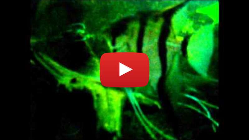 Video TmrrC7y6ajU abspielen