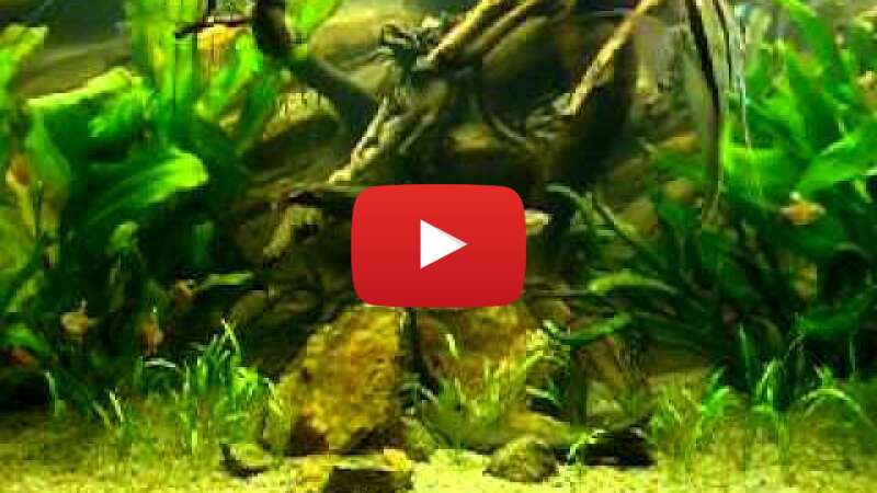 Video ToV41iiHsH8 abspielen