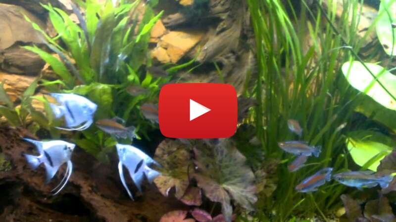 Video TusWEtqDVBI abspielen