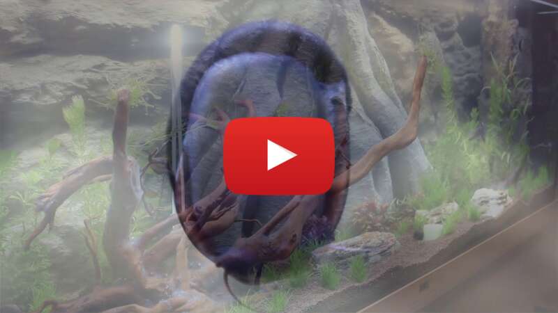 Video TwKq7MuSXFU abspielen