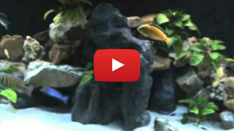 Video Twfn4ef_e8o abspielen