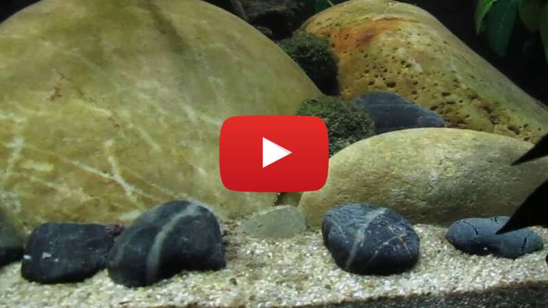 Video TxThQ71I0nQ abspielen