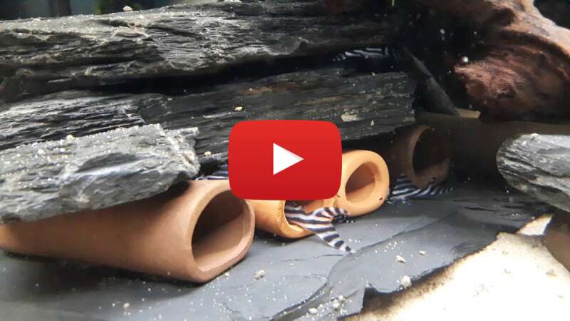 Video TxuQbFMkhUY abspielen