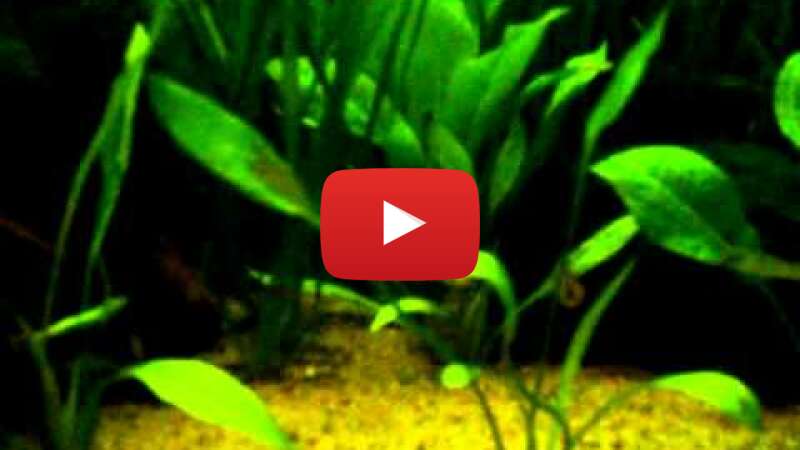 Video U-xomIiOBBE abspielen