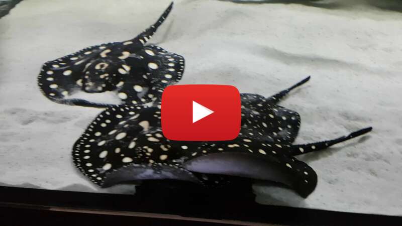 Video U5X0Nsr1Mrk abspielen