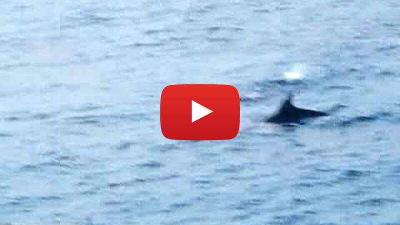 Video U5y0pQwBOUg abspielen