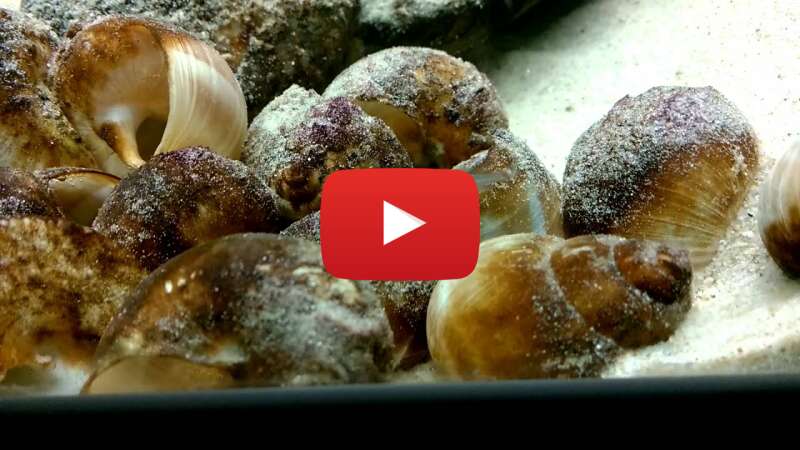 Video U72Sh72kG2s abspielen