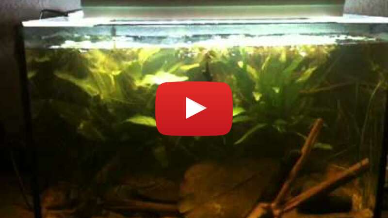 Video U7_u3cX-DGs abspielen