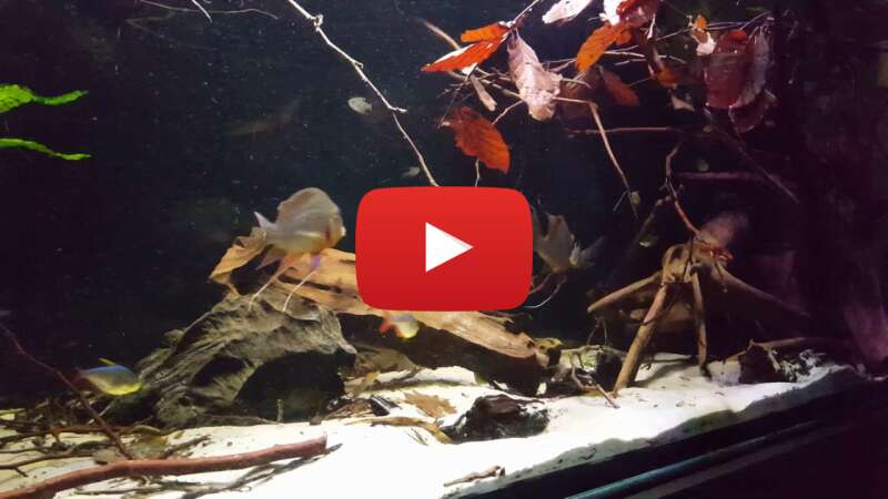 Video U8TivLuXM1c abspielen