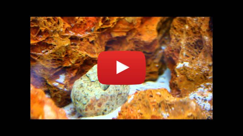 Video U92SZq2lDXo abspielen