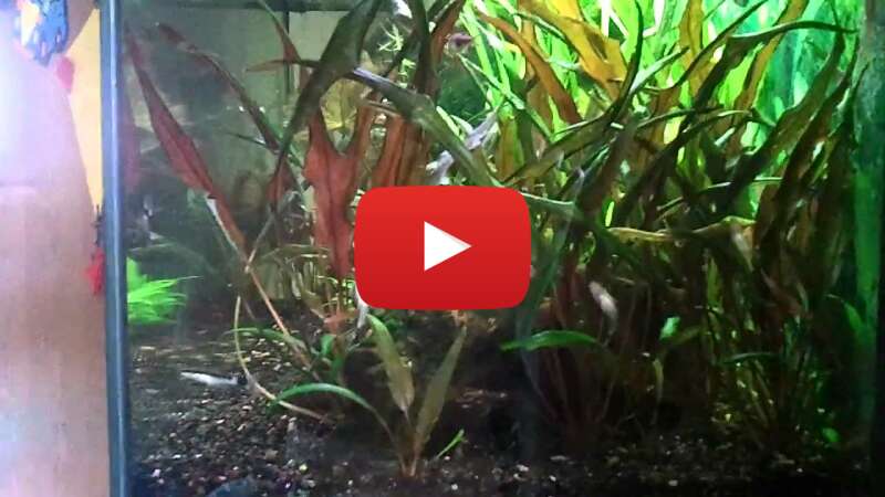 Video U9Z9aS-W5Ig abspielen