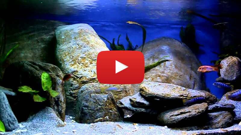 Video UN_WCOLplbo abspielen