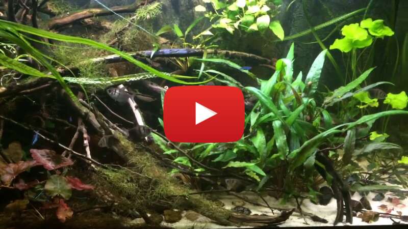 Video UOVPjOyph-k abspielen