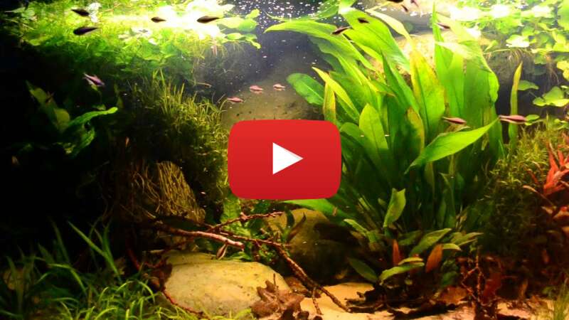 Video UQJz_rpJHxE abspielen