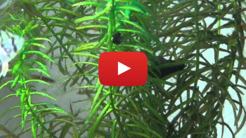 Video US6Bqj1MGoY abspielen