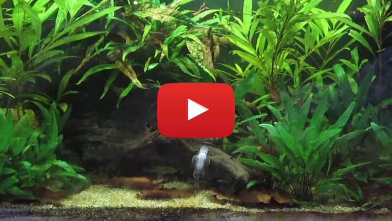 Video USXX_VNNtAw abspielen