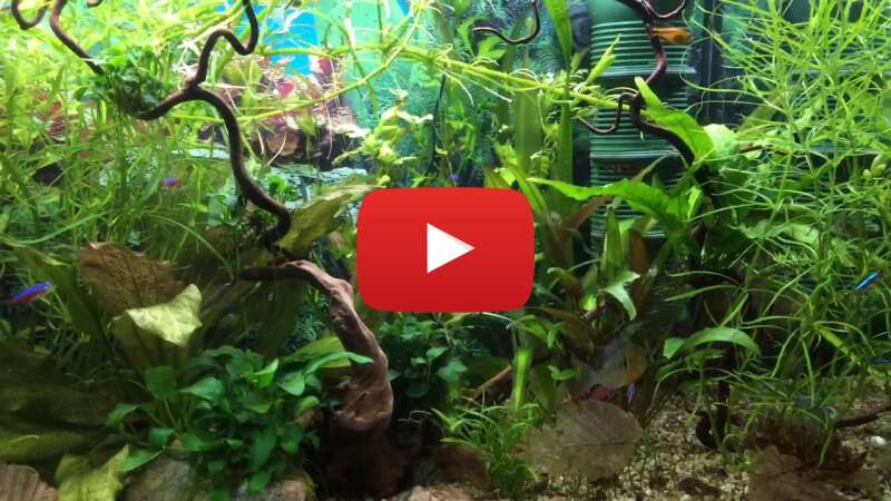 Video USz-MxWnhR0 abspielen