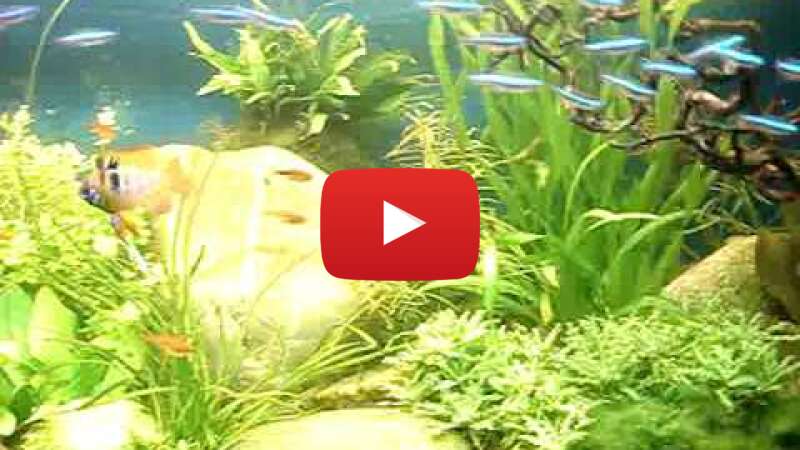 Video UTWduAmVW7k abspielen