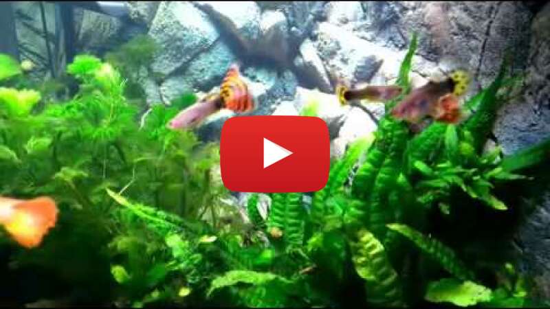 Video UUNho8HdH28 abspielen