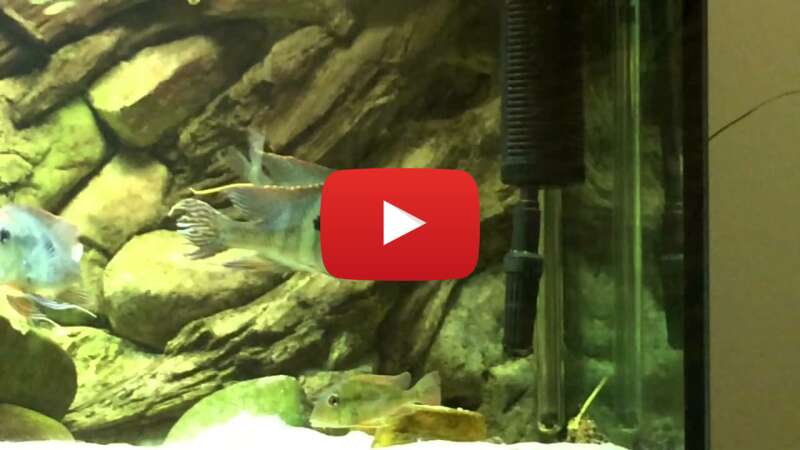 Video UYpy-_Xyf8w abspielen