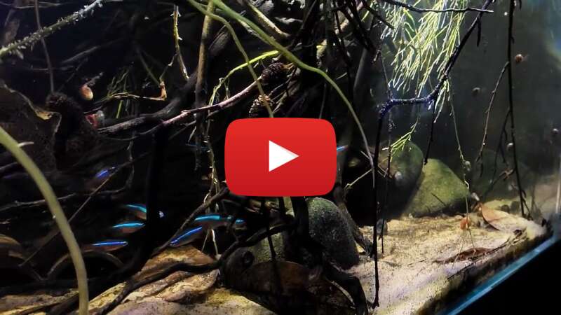 Video UZblbmk_tR4 abspielen