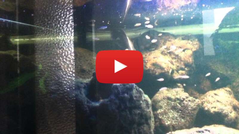 Video UaHeoeTP5co abspielen