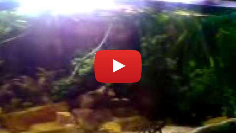 Video UdT0E8ldPsw abspielen