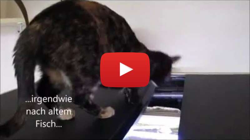 Video UeggV90sryw abspielen