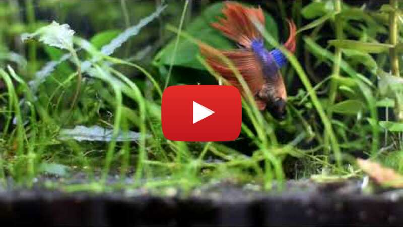 Video Ui2GVKaOBmE abspielen