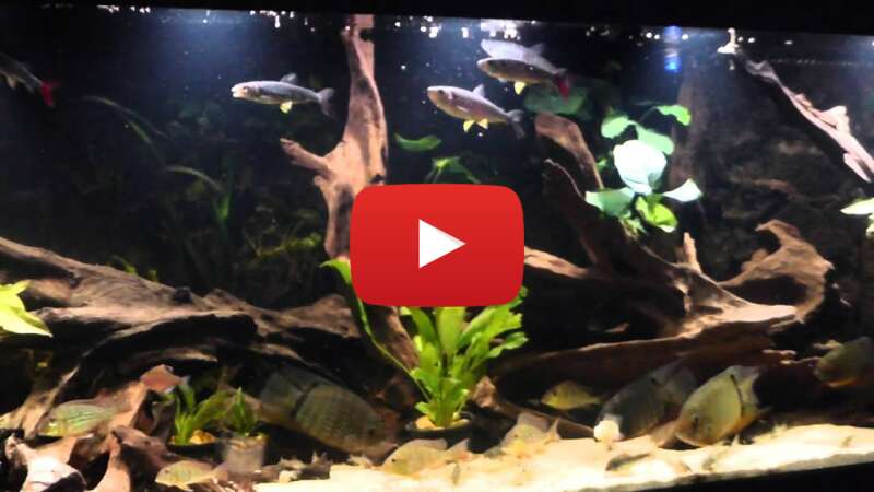 Video UnrOOgHNeaY abspielen