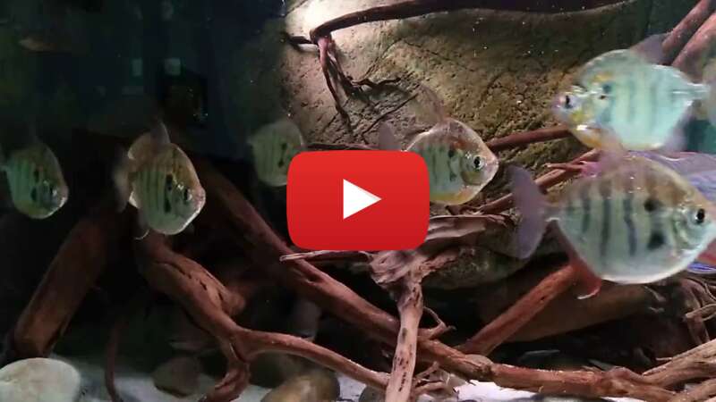 Video Ut3sueoKwXs abspielen