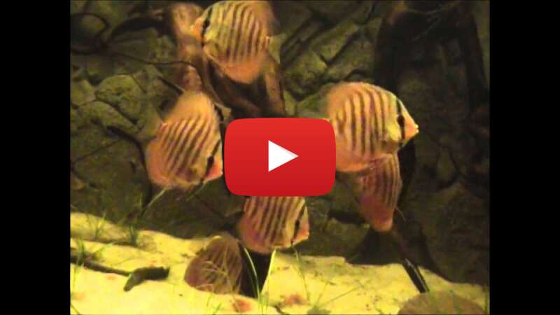 Video Uzk9bZ8Kpf4 abspielen