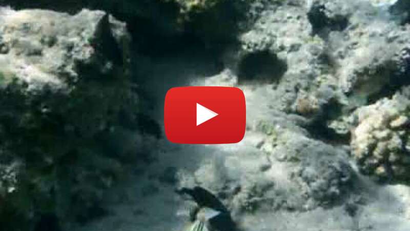 Video V1uWamOtPP8 abspielen