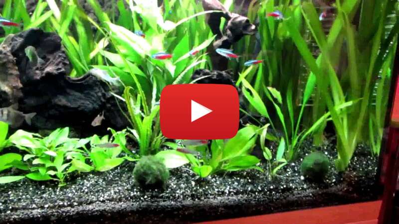 Video V20tXmVg0Bw abspielen