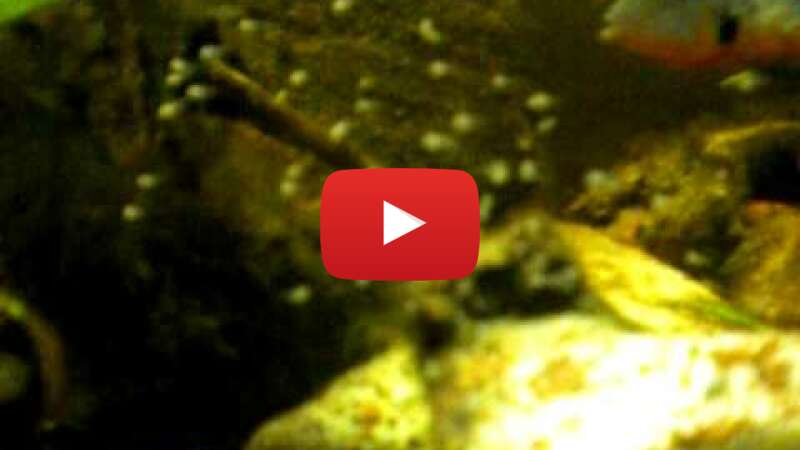 Video V4WgzEhTjDI abspielen