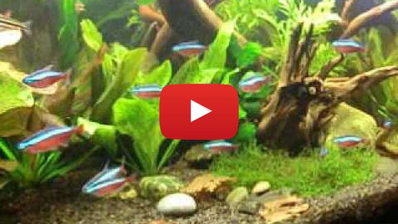 Video V7F8mWRmiEc abspielen