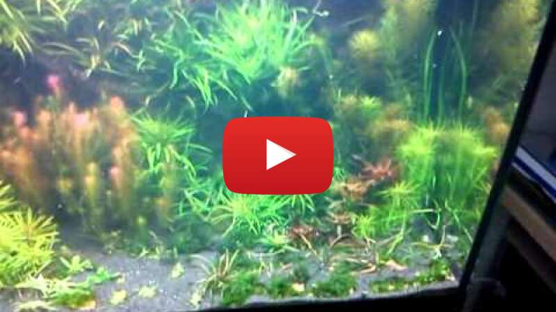 Video V8u4aPwFdmg abspielen