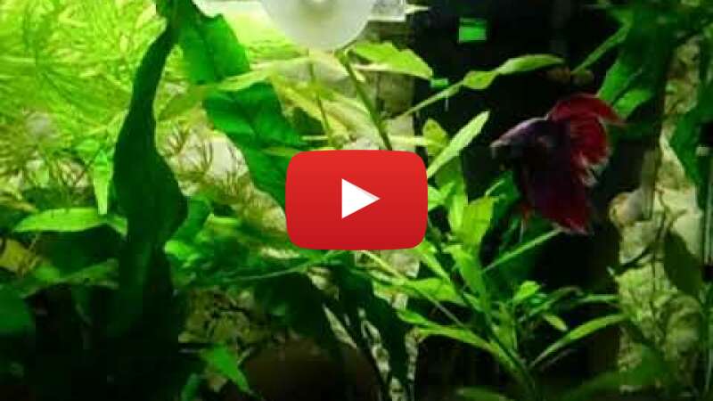 Video V8x02ujfNCY abspielen