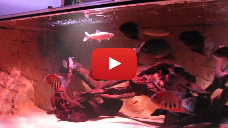 Video V9htxYn4eFs abspielen