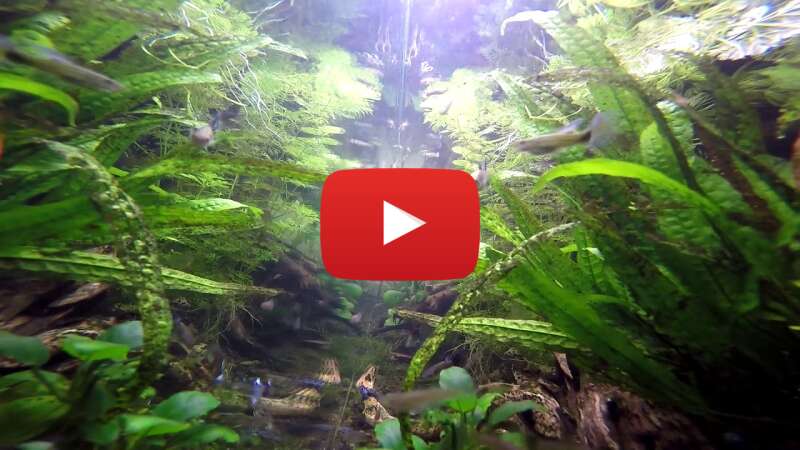 Video VAO4MpSiYmk abspielen