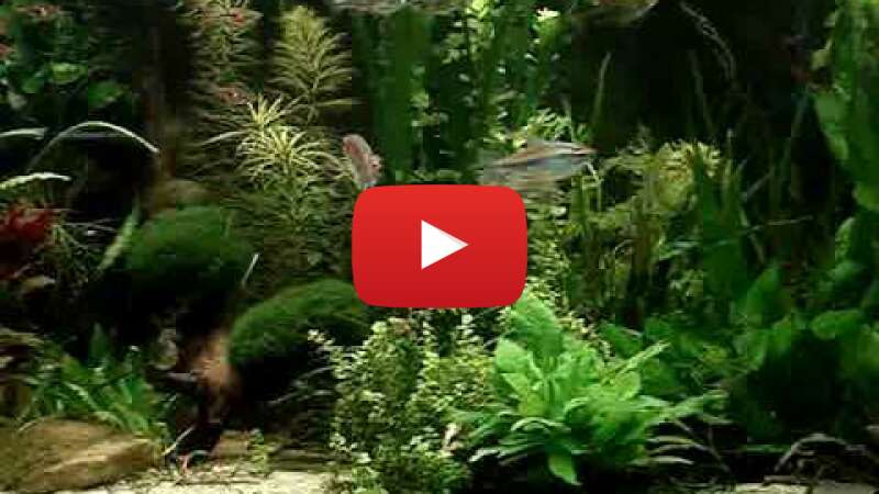 Video VB6w14fNCvk abspielen