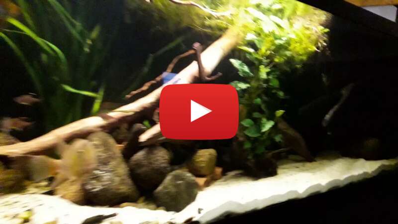 Video VEIDSyySl44 abspielen