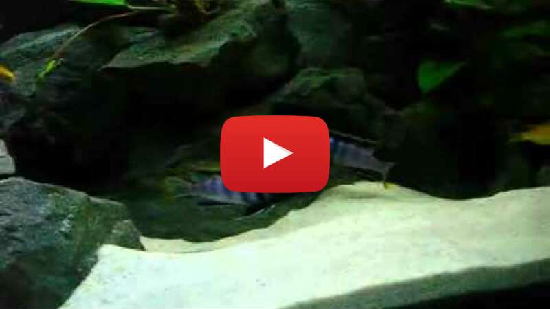 Video VHz-kByx_1o abspielen