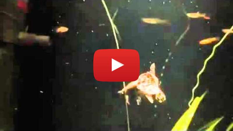 Video VIoI-O5DOwY abspielen