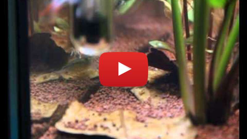 Video VJtuoWgKZus abspielen