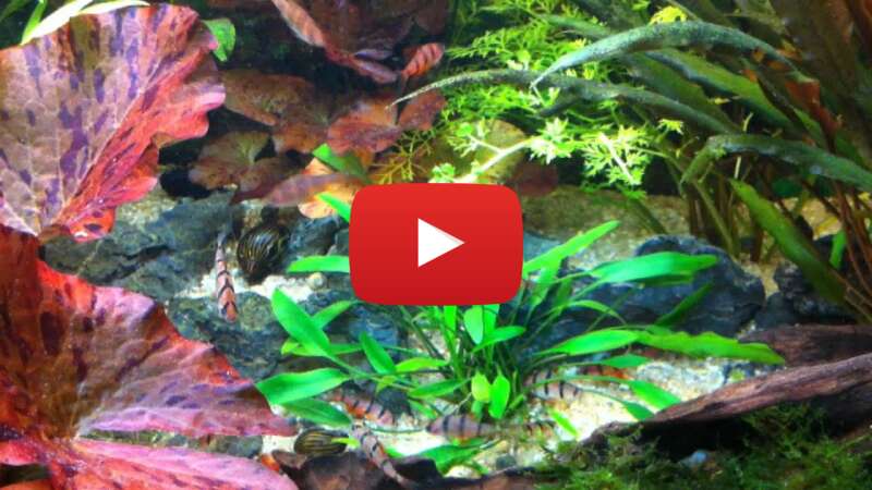 Video VNCYINAQUg8 abspielen