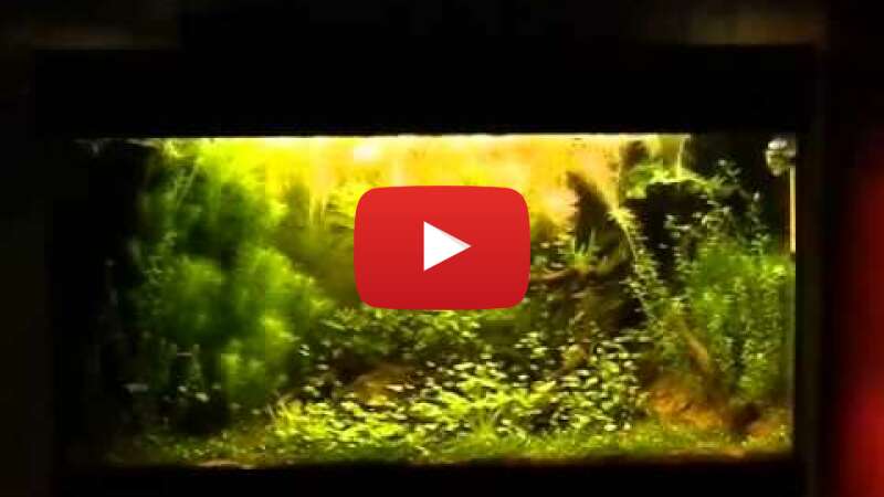 Video VNqV_T2it7Q abspielen